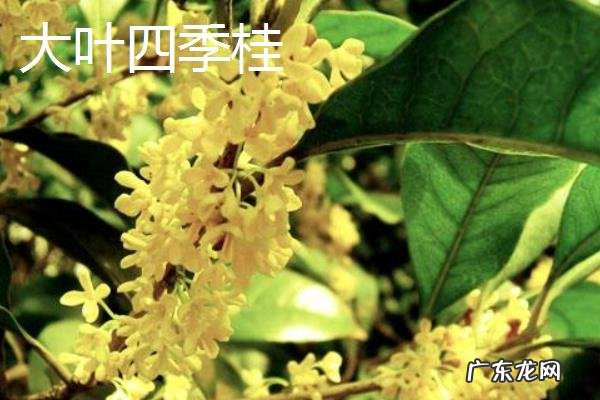 桂花树的品种有哪些，有什么特点