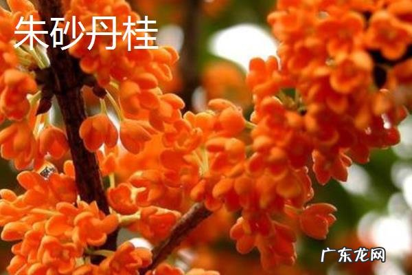 桂花树的品种有哪些，有什么特点