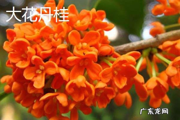 桂花树的品种有哪些，有什么特点