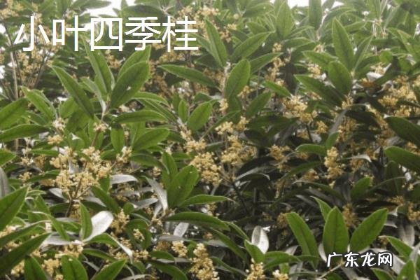 桂花树的品种有哪些，有什么特点