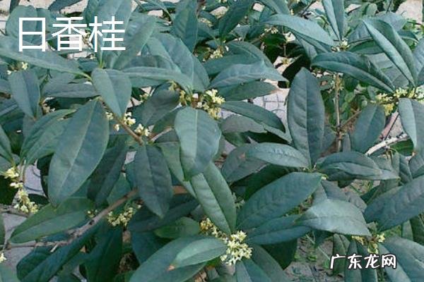 桂花树的品种有哪些，有什么特点