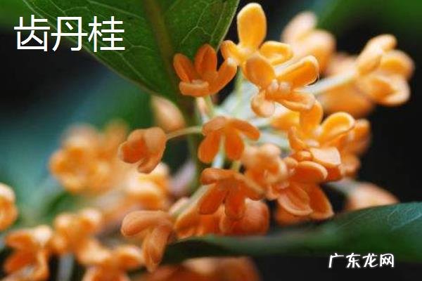 桂花树的品种有哪些，有什么特点