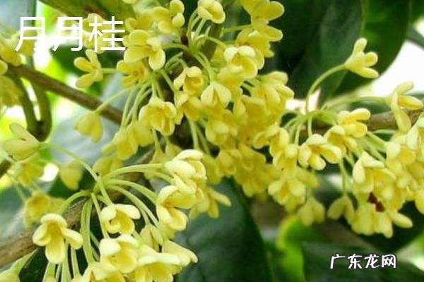 桂花树的品种有哪些，有什么特点