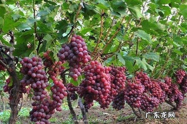 红提产地在哪里,有什么营养价值