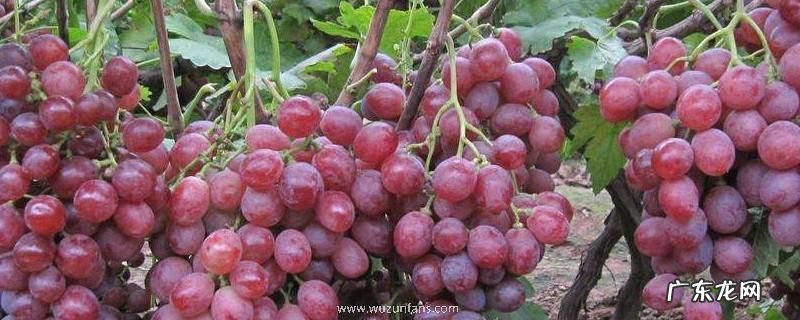 红提产地在哪里,有什么营养价值