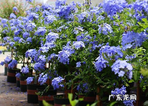 蓝雪花开花后怎么修剪 开完花后剪枝方法