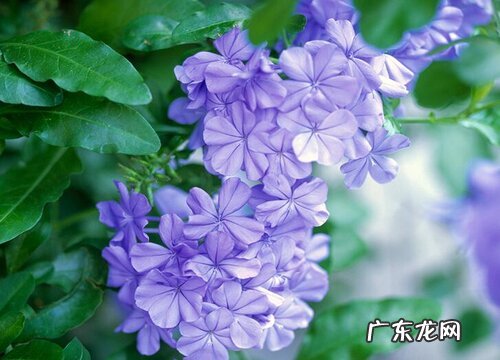 蓝雪花开花后怎么修剪 开完花后剪枝方法