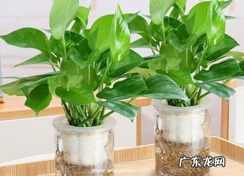 水培盆栽有哪些 常见水培植物盆栽品种