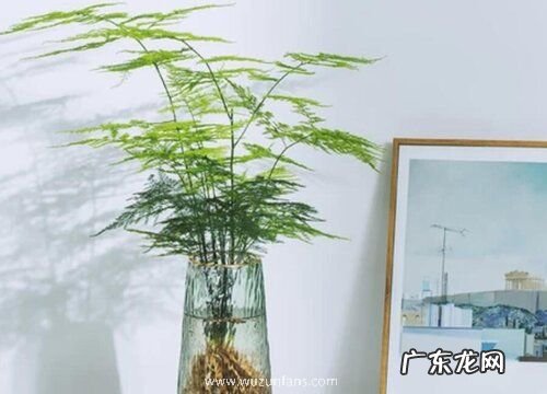 水培盆栽有哪些 常见水培植物盆栽品种