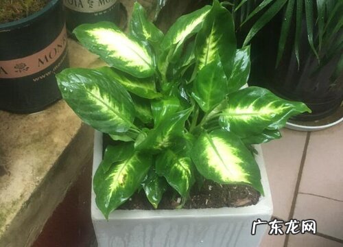 火命人养什么植物旺财