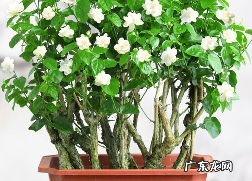 懒人植物盆栽有哪些