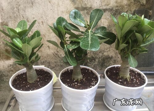 懒人植物盆栽有哪些