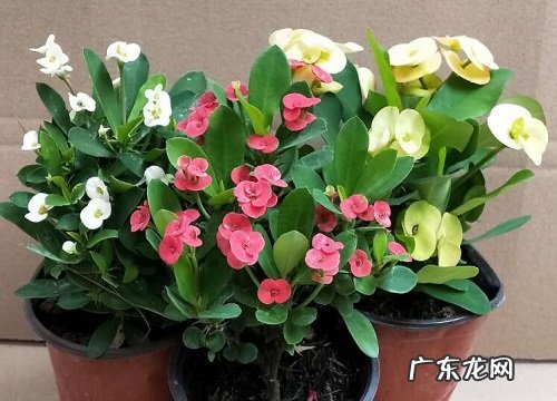 懒人植物盆栽有哪些