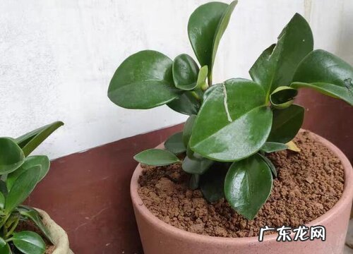 懒人植物盆栽有哪些