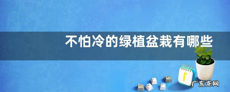 不怕冷的绿植盆栽有哪些