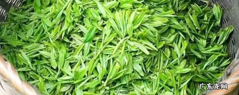 龙井是哪里产的茶,附品类和功效作用