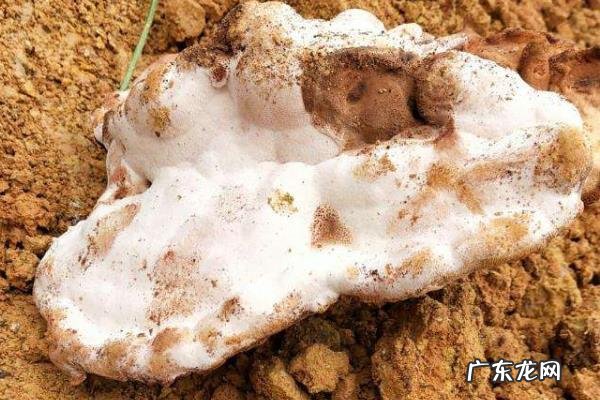 棺材菌是什么东西,怎样形成的