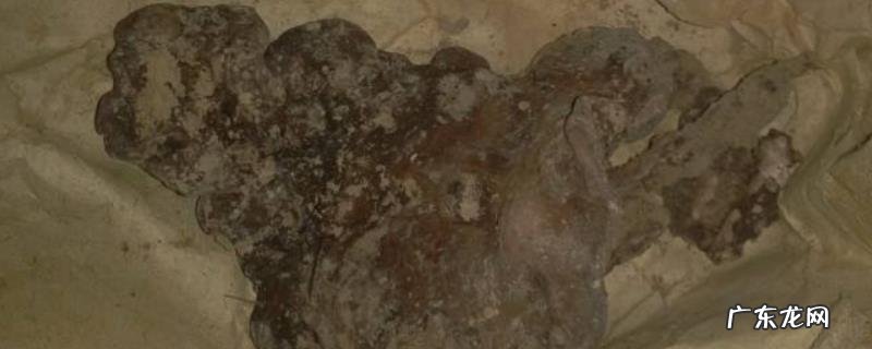 棺材菌是什么东西,怎样形成的