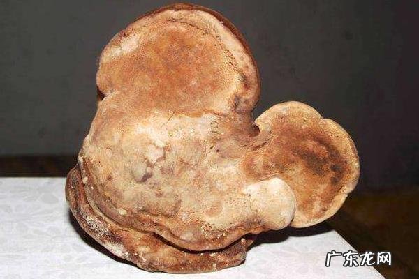 棺材菌是什么东西,怎样形成的