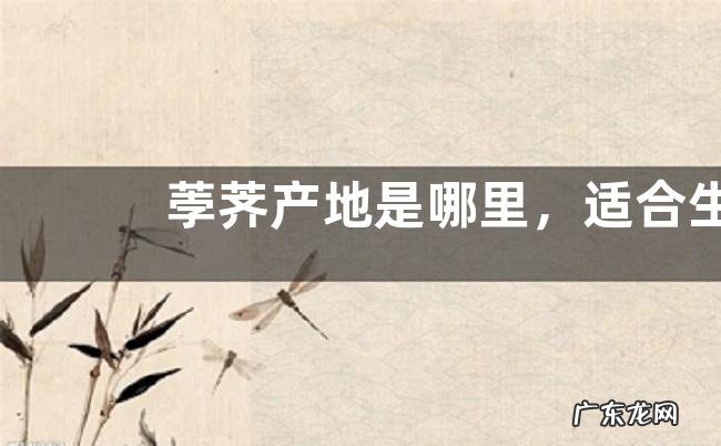 荸荠产地是哪里,适合生长在什么环境中