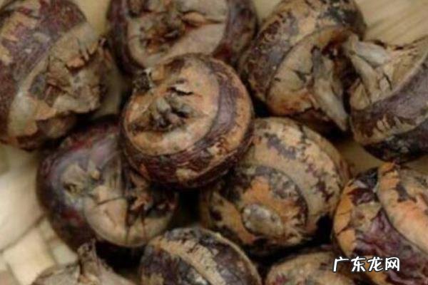 荸荠产地是哪里,适合生长在什么环境中