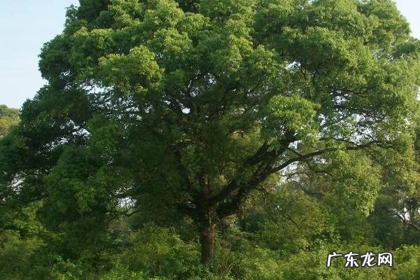 香樟树是什么植物，长什么样，有什么用途