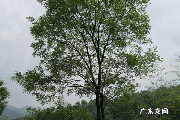 香樟树是什么植物，长什么样，有什么用途