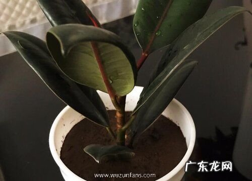 木本植物盆栽有哪些
