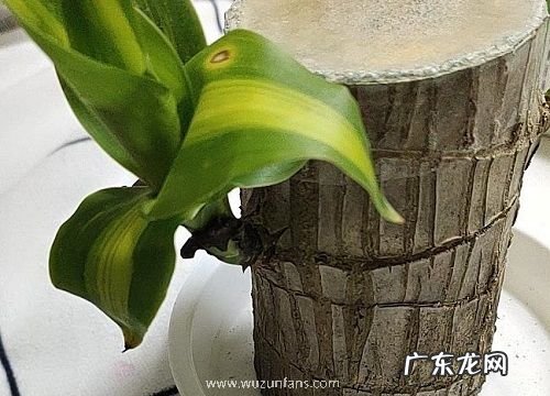 木本植物盆栽有哪些