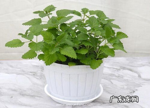 薄荷是树还是草 属于多年生草本植物