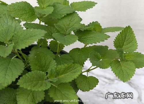 薄荷是树还是草 属于多年生草本植物