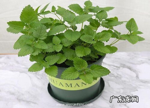 薄荷是树还是草 属于多年生草本植物