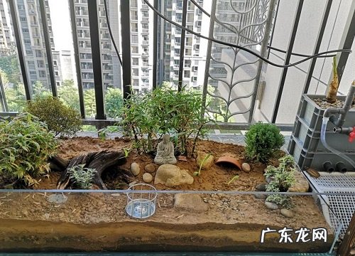 罗汉竹喜阴还是喜阳