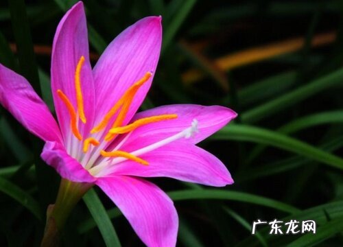 兰花草是什么植物