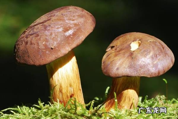 牛肝菌产地在哪里,附生长环境和营养价值