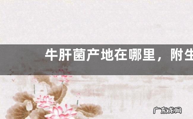 牛肝菌产地在哪里,附生长环境和营养价值