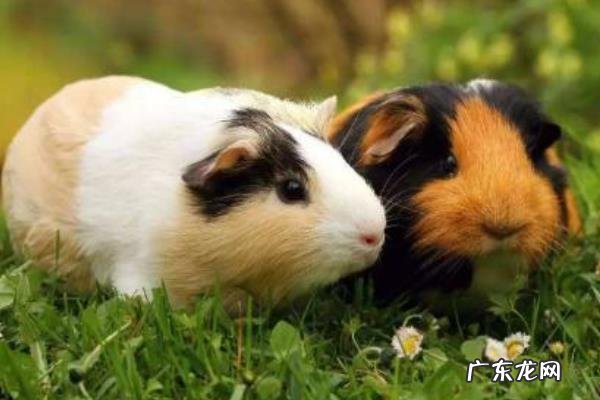 荷兰猪怎么分公母,附荷兰猪的性格和外形特征