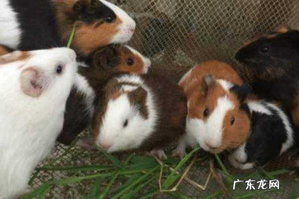 荷兰猪怎么分公母,附荷兰猪的性格和外形特征