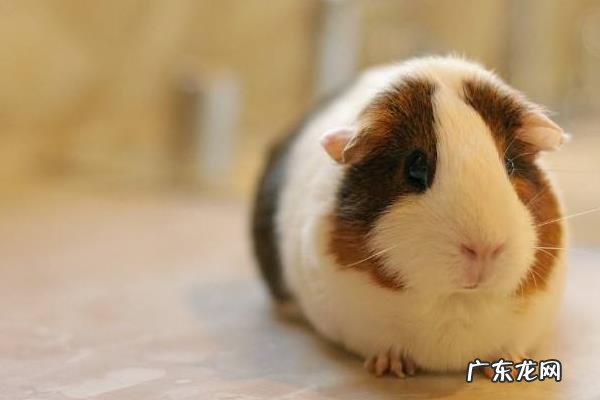 荷兰猪怎么分公母,附荷兰猪的性格和外形特征