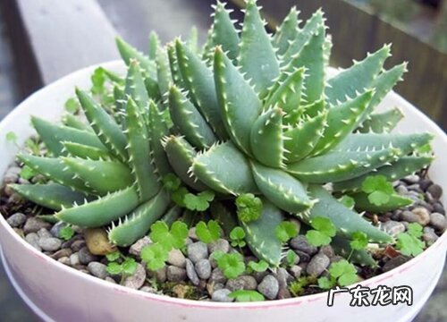 图 浅盆适合种什么植物