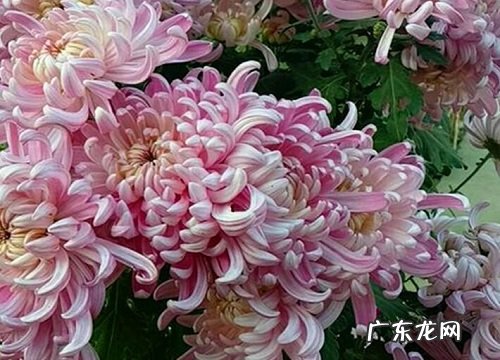 花箱里适合种什么植物