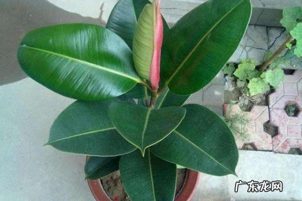 橡皮树掉叶子是怎么回事,如何改善?