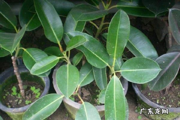 橡皮树掉叶子是怎么回事,如何改善?