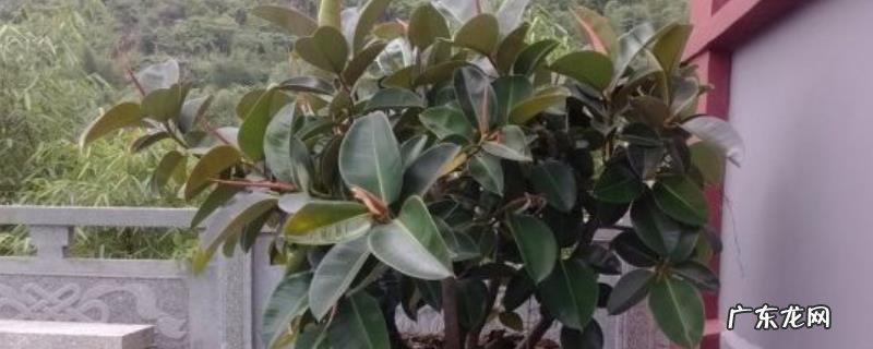 橡皮树掉叶子是怎么回事,如何改善?