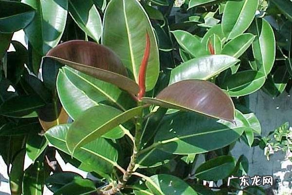 橡皮树掉叶子是怎么回事,如何改善?