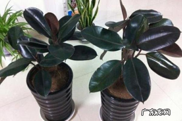 橡皮树掉叶子是怎么回事,如何改善?