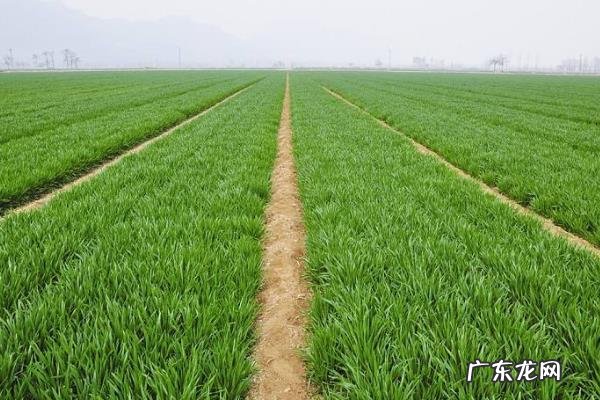 麦子什么时候熟,什么时候播种?