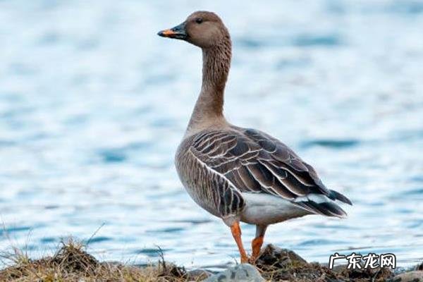 大雁吃什么食物,附大雁的饲料分类