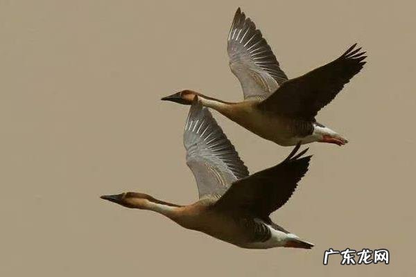 大雁吃什么食物,附大雁的饲料分类