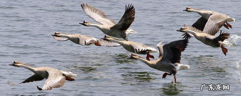 大雁吃什么食物,附大雁的饲料分类